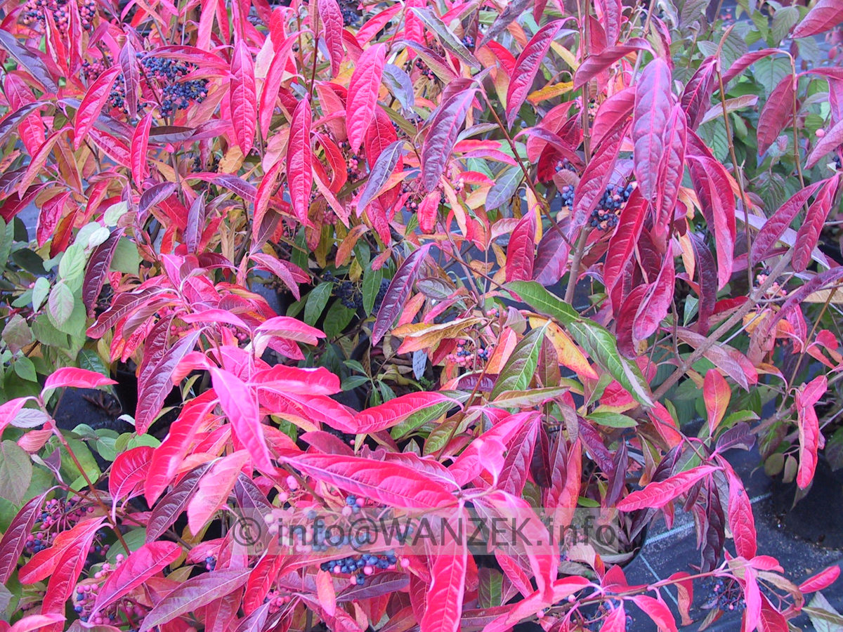 Viburnum nudum Pink Beauty 09.JPG